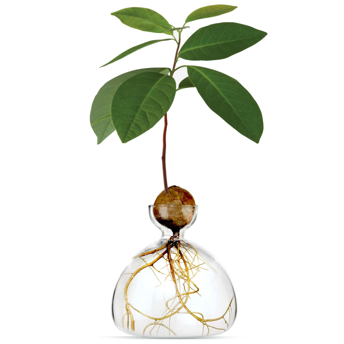 Ilex Studio | Avocado Vase | Clear