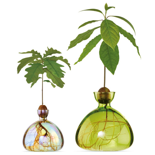 mondocherry - Ilex Studio | Avocado Vase | Grass Green - clear