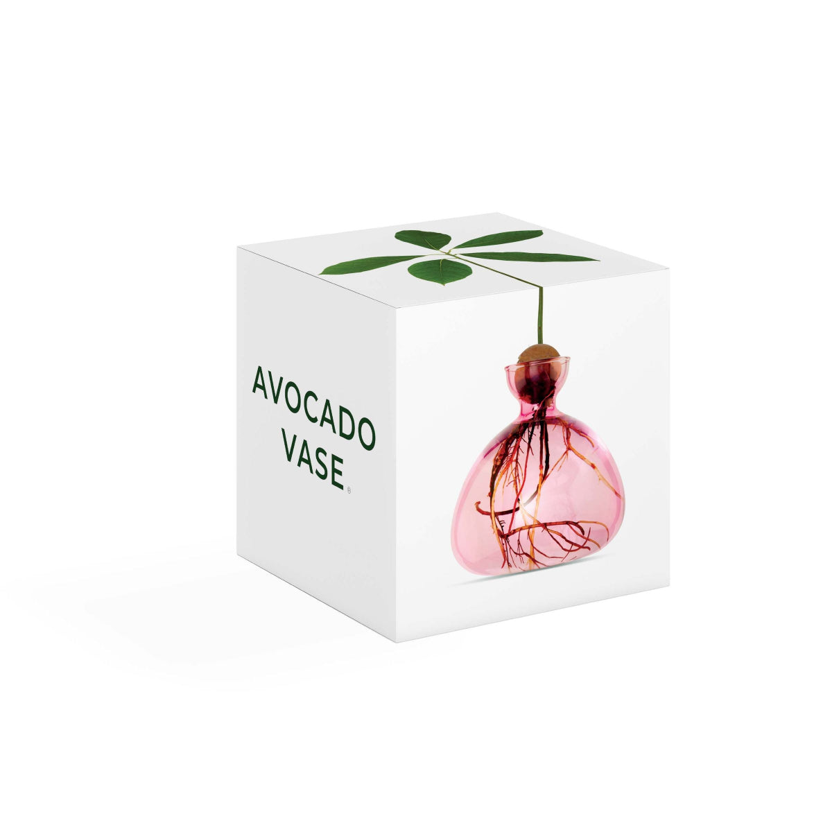 Ilex Studio | Avocado Vase | Rose Pink - box