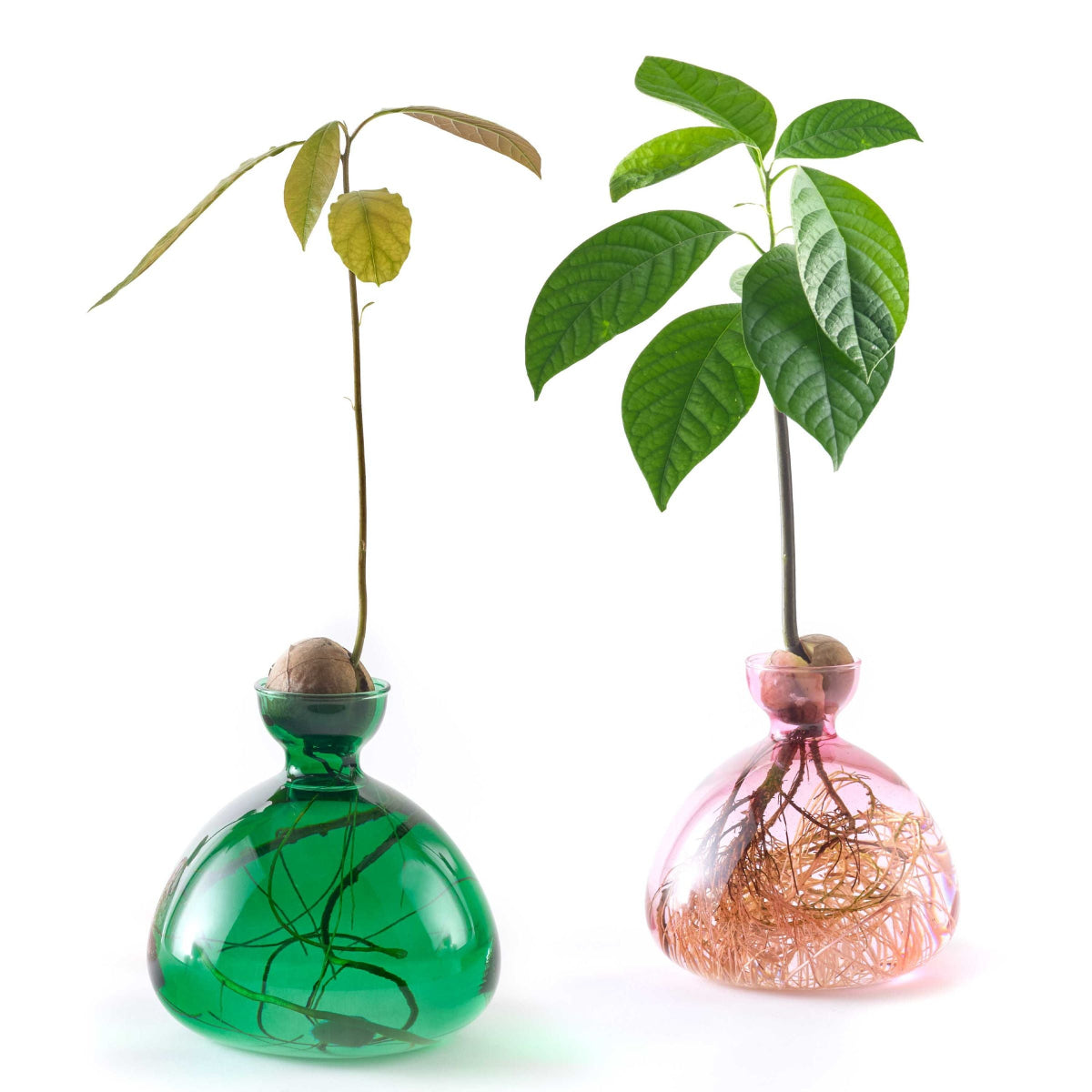 Ilex Studio | Avocado Vase | Rose Pink - green