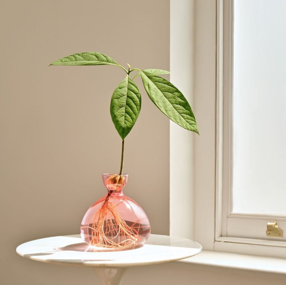 Ilex Studio | Avocado Vase | Rose Pink - table