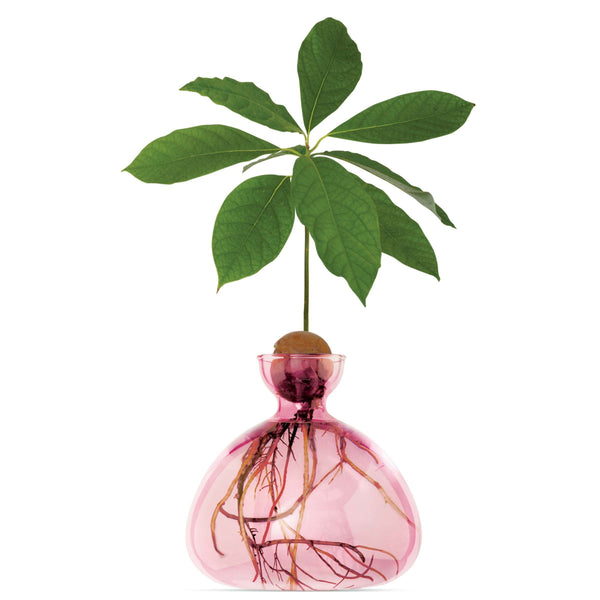 Ilex Studio | Avocado Vase | Rose Pink