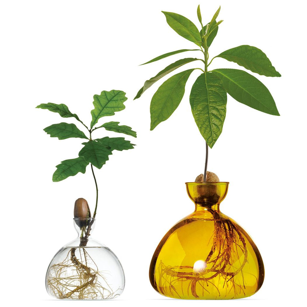 mondocherry - Ilex Studio | Avocado Vase | Mellow Yellow - clear