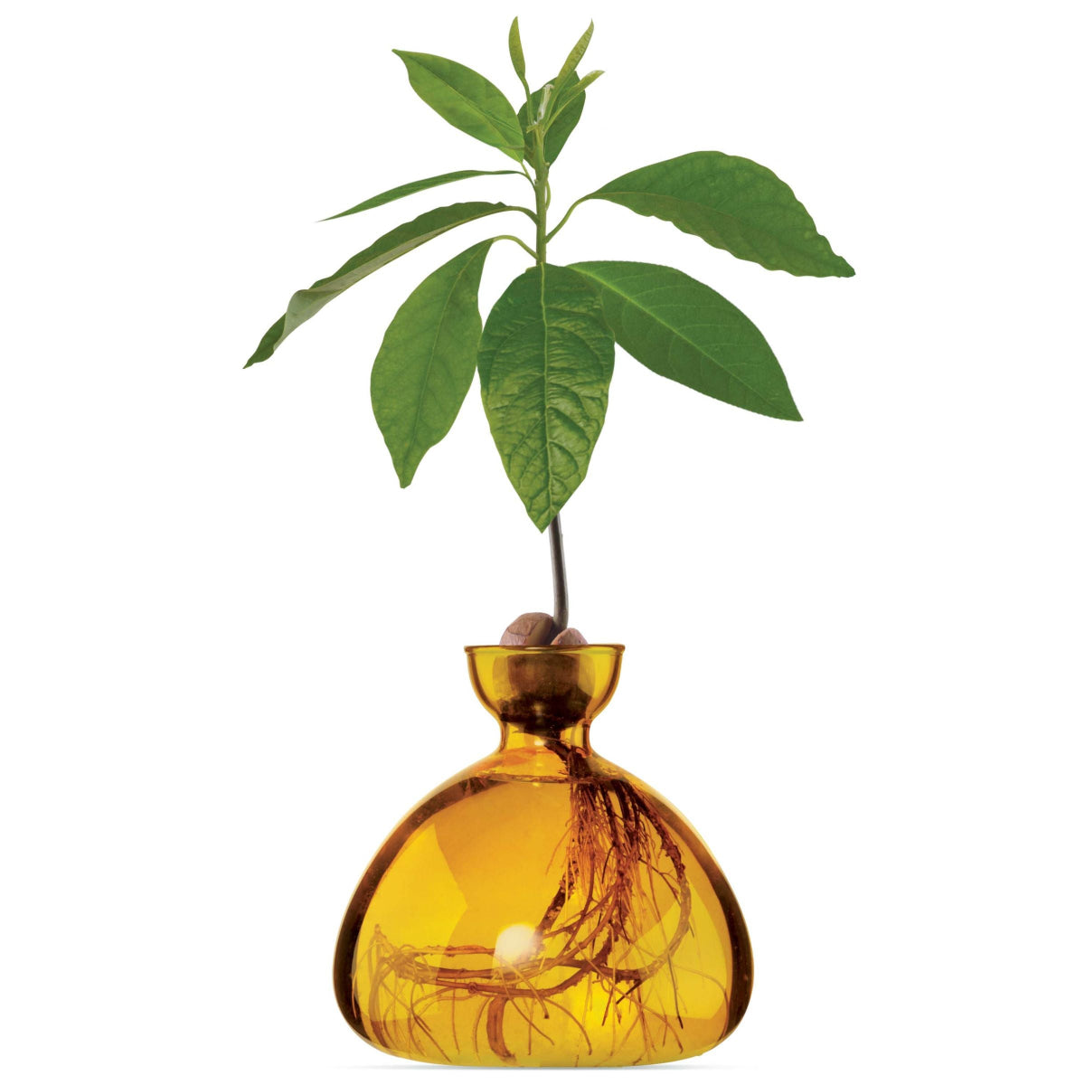 mondocherry - Ilex Studio | Avocado Vase | Mellow Yellow