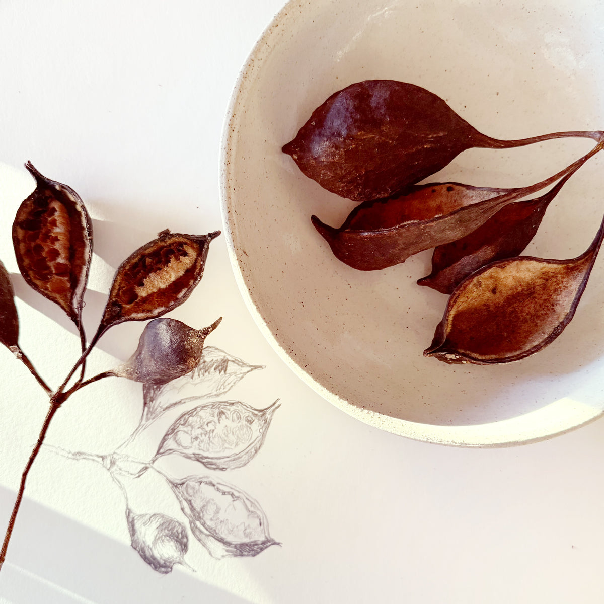 Dry seed pods with a drawing on white paper.