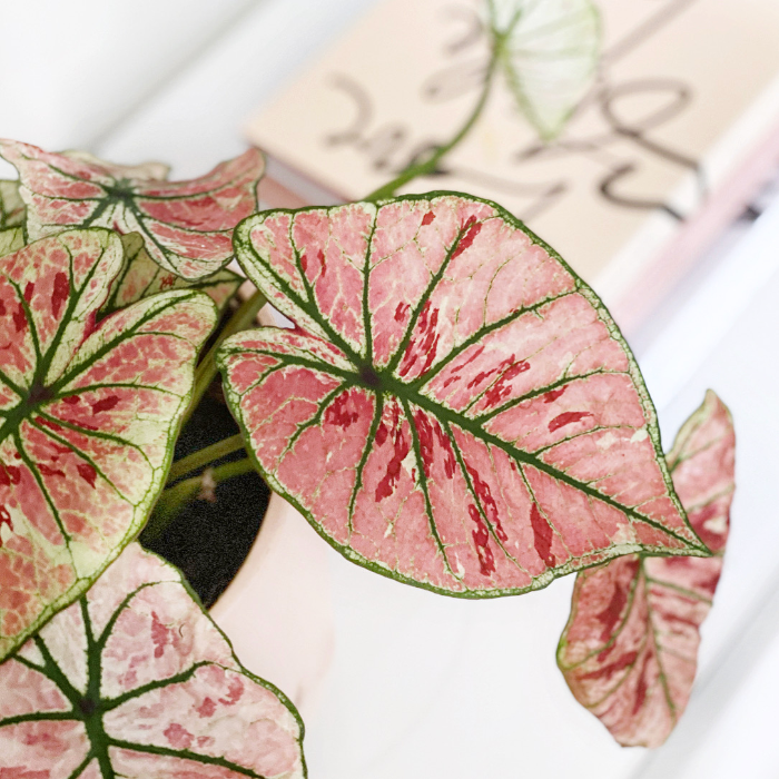 Vibrant pink Caladium leaves with green veins