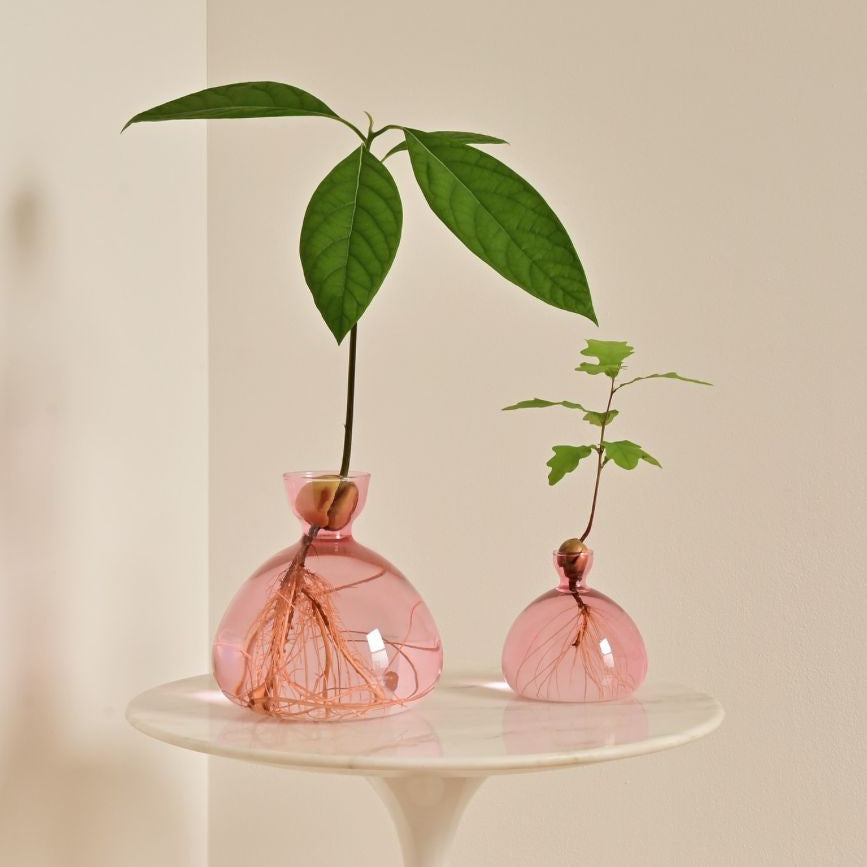 Two plants growing in pink glass vases on a table