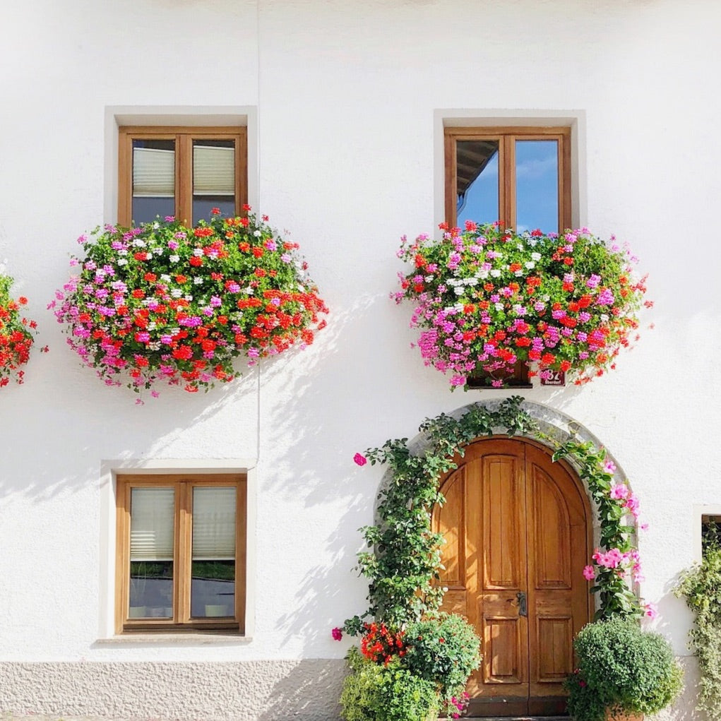 White house with overflowing flower-filled window boxes.