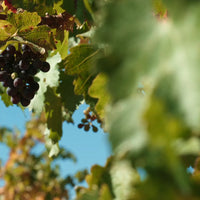 mondocherry - Etikette room mist | barossa in lily, rose & ruby plum