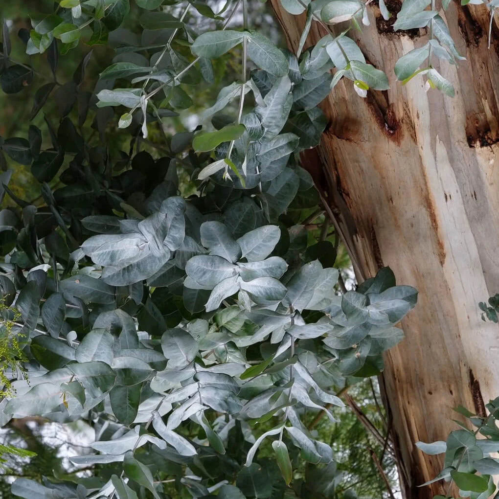 mondocherry - Etikette room mist | otways in bush botanicals - eucalyptus