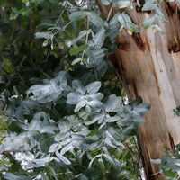 mondocherry - Etikette room mist | otways in bush botanicals - eucalyptus