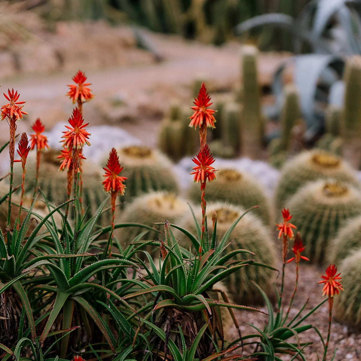 mondocherry - Etikette room mist | wilpena in cactus flower - flowers