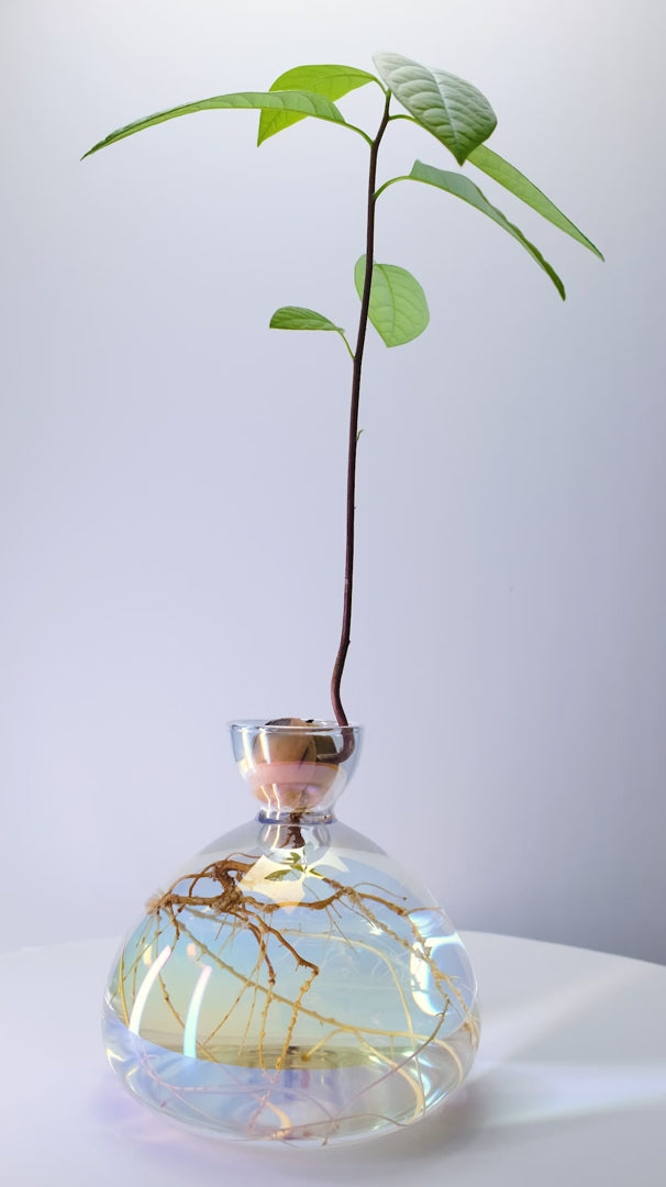 mondocherry - Ilex Studio | Avocado Vase | Cosmic Astra - time lapse
