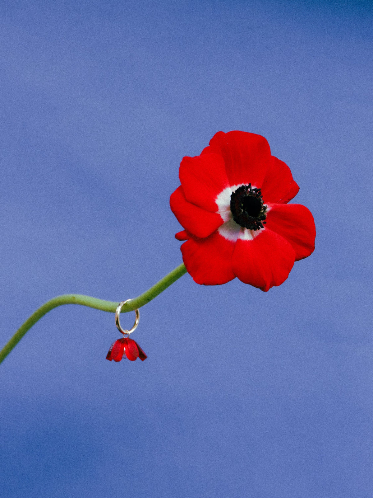 mondocherry - Wolf and Moon | tulip hoop earrings | scarlet - tulip