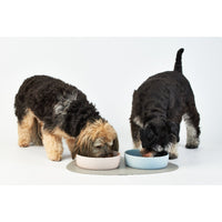 mondocherry - Lilly + Dash | ceramic dog bowl | slate - eating