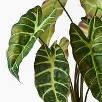 Floral Interiors | artificial alocasia plant | dark green - close