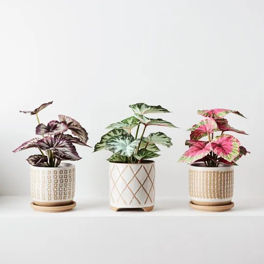 Floral Interiors | artificial begonia plant in pot | green - collection