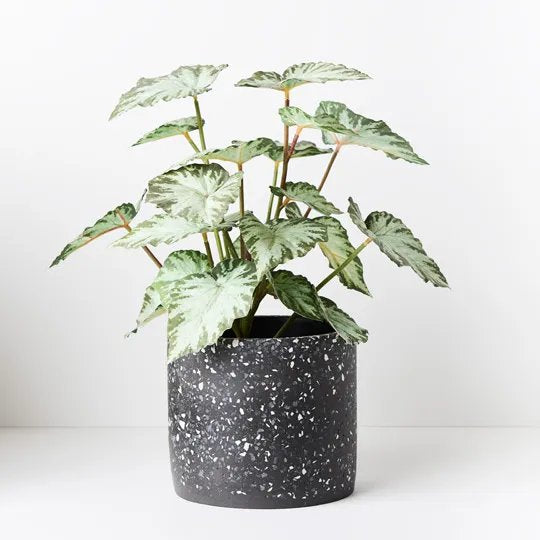 Floral Interiors | artificial begonia plant in pot | green - styled