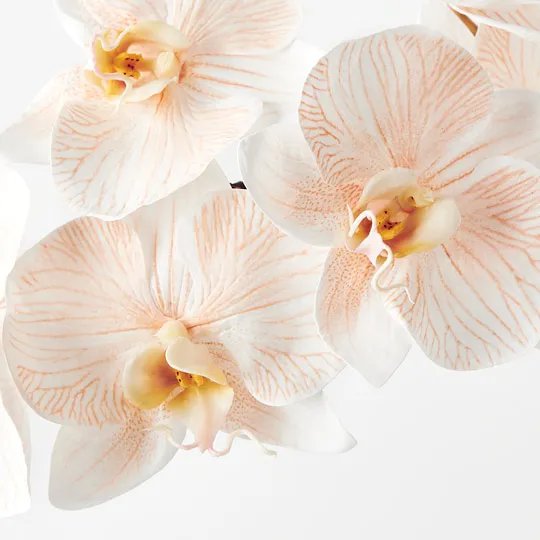 Floral Interiors | artificial orchid | apricot cream - close