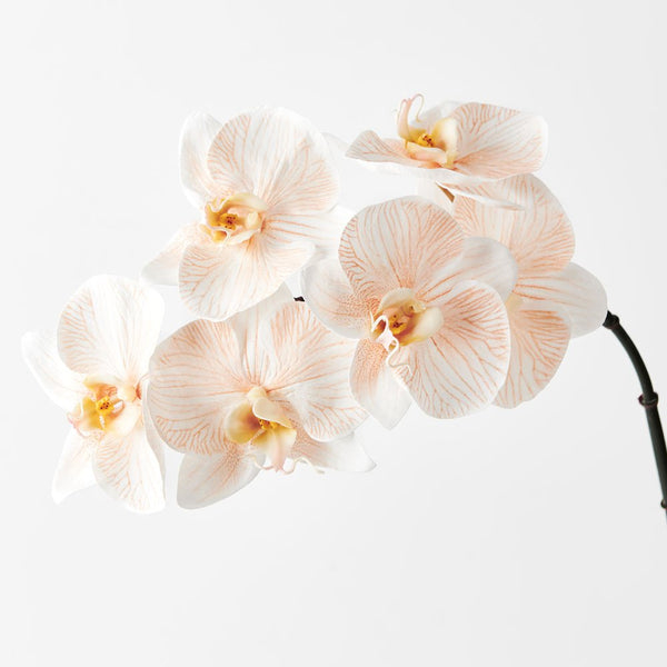 Floral Interiors | artificial orchid | apricot cream