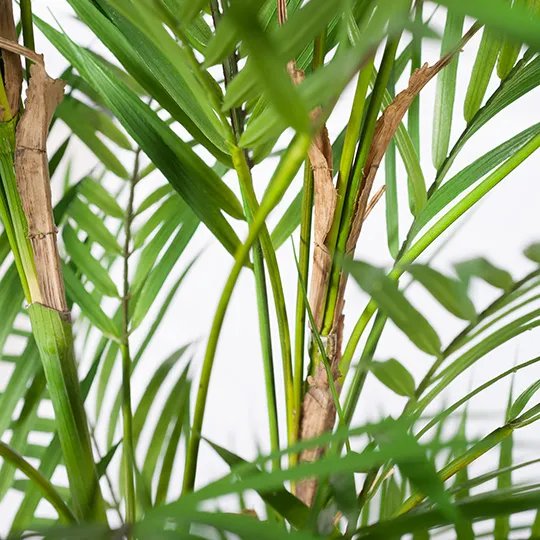 mondocherry - Floral Interiors | artificial phoenix palm - close