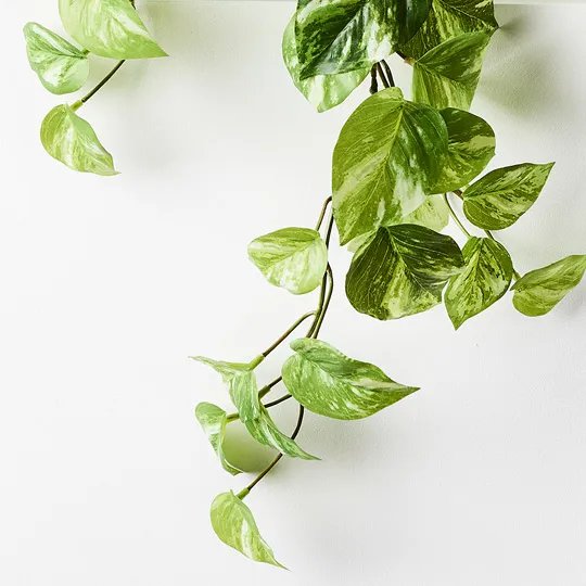 Floral Interiors | artificial pothos marble hanging bush in pot - leaves