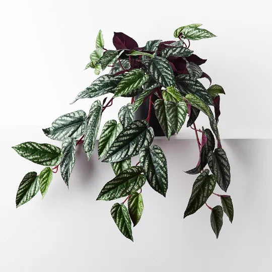 Floral Interiors | begonia rex hanging plant | green burgandy