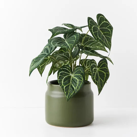 Floral Interiors | syngonium batik plant | green - pot