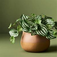 mondocherry - Floral Interiors | peperomia plant | green - close