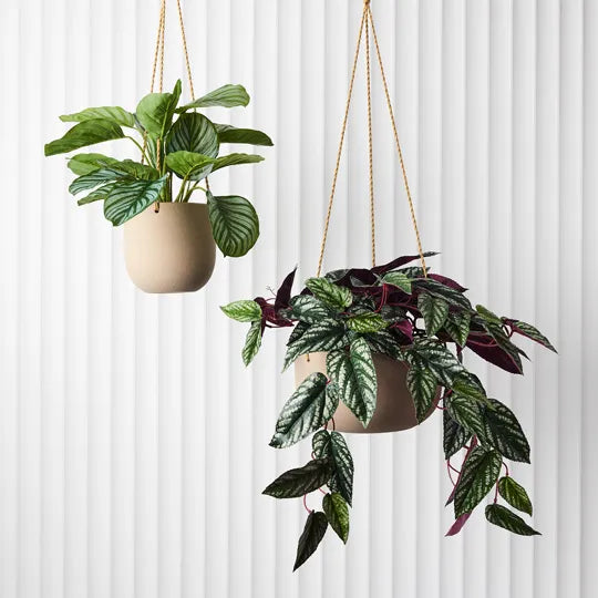 Floral Interiors | begonia rex hanging plant | green burgandy - hanging