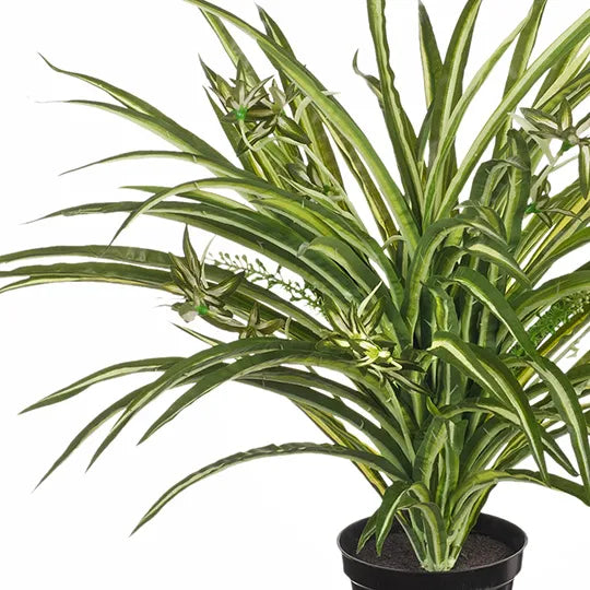 mondocherry - Floral Interiors | spider plant | green - close